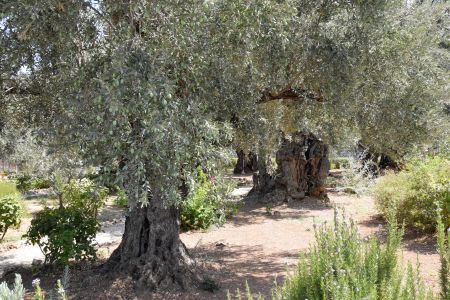 Olive Trees